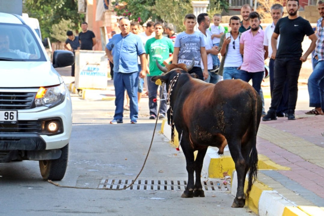 Kaçan Boğa, Aileye Bayramı Zehir Etti