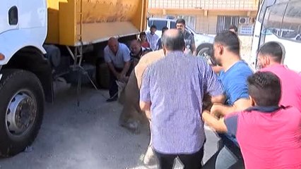 Şanlıurfa'da Kaçan Kurbanlıklar Sahiplerine Zor Anlar Yaşattı