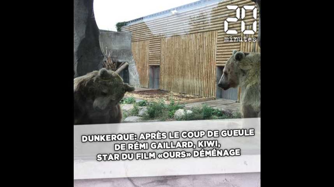 Dunkerque: Après le coup de gueule de Rémi Gaillard, Kiwi, star du film «L'Ours», déménage