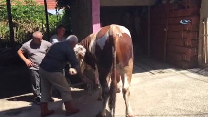 400 Kiloluk Kurbanlık Danayı Böyle Yıktılar