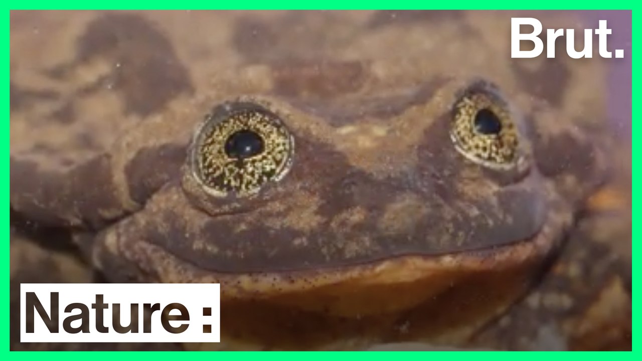 Roméo pourrait être la dernière grenouille de son espèce