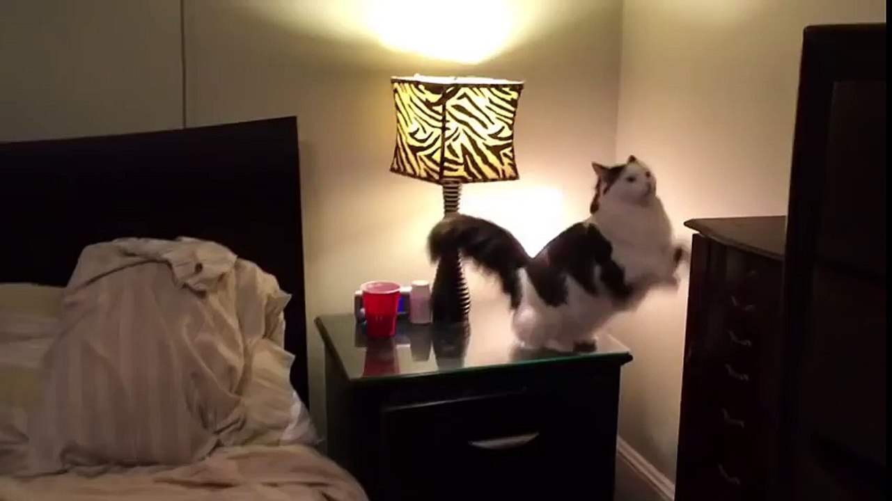 Un chat va se coucher dans un petit lit