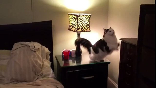 Un chat va se coucher dans un petit lit