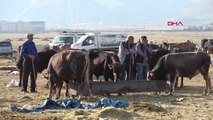 Erzurum Erzurum'da Kurbanlar Çocukların Gözü Önünde Kesildi, Acemi Kasaplar Hastaneleri Doldurdu