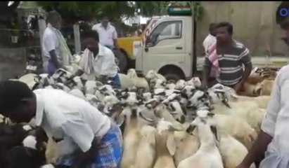 ஆடு விற்பனை அமோகம் !அதகளப்படுத்தும் பக்ரீத்- வீடியோ