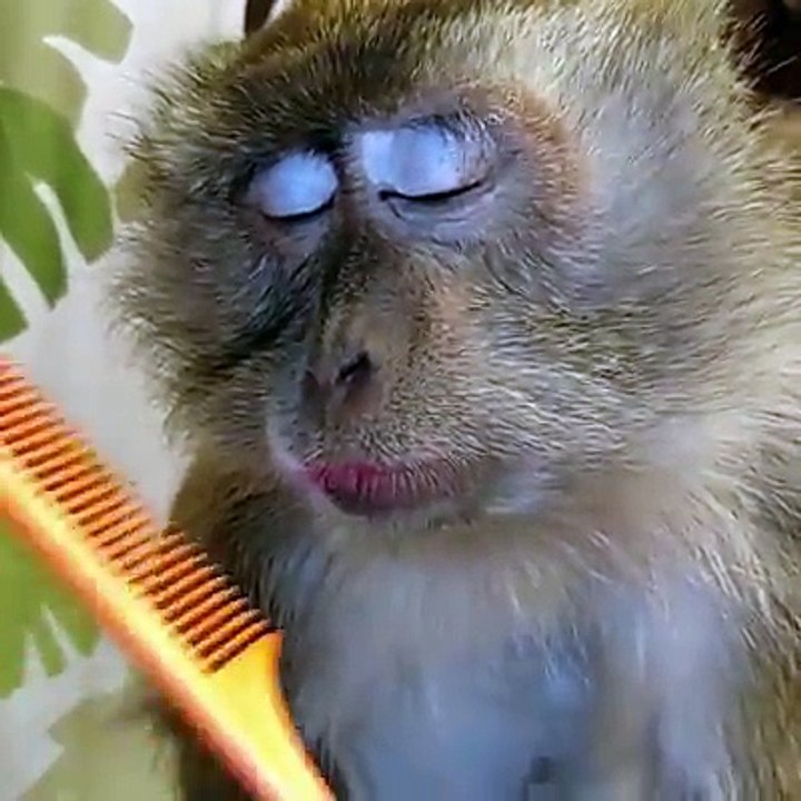 This monkey loves a good grooming. Her faces are