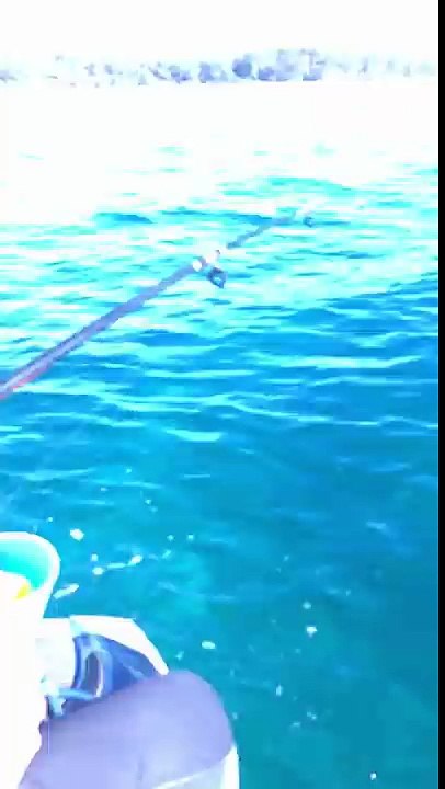Poulpe vs Pêcheurs