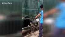Smart chimpanzee holds out empty bottle for keeper to refill