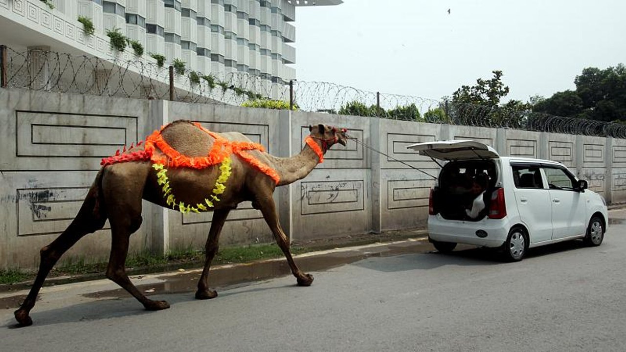 Für 1,8 Milliarden Muslime weltweit beginnt das Opferfest