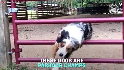 Dogs Are Doing Parkour, And They’re Killing It