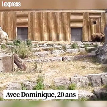 Rémi Gaillard au secours de deux ours