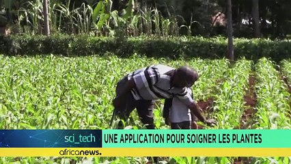 An app to diagnose crop diseases as scientists unlock the secrets of wheat [Sci-Tech]