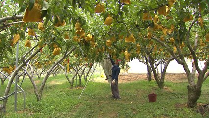 폭염에 이어 태풍까지 농작물 피해 예방 서둘러야 / YTN