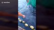 Fishermen free whale shark trapped in fishing net