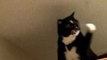 Vengeful Cat Pursues Pesky Fly in Epic Kitchen Chase