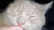 Rescued Cat Sweetly Suckles Thumb of His New Owner