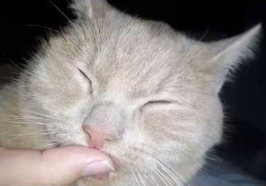 Rescued Cat Sweetly Suckles Thumb of His New Owner