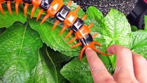 Mainan Lipan Innovation Giant Scolopendra Creepy Crawlers Toys