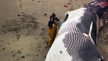 Enormous, dead whale washes ashore on Massachusetts beach