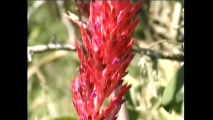 Descubriendo los Colores Parte 2 | El Mono Bubba y sus Amigos