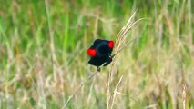 Red Winged Blackbird Song and Territorial Display