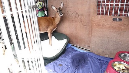 A Deer That Thinks Its A Dog