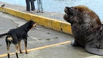 Quand des chiens rencontrent deux énormes lions de mer