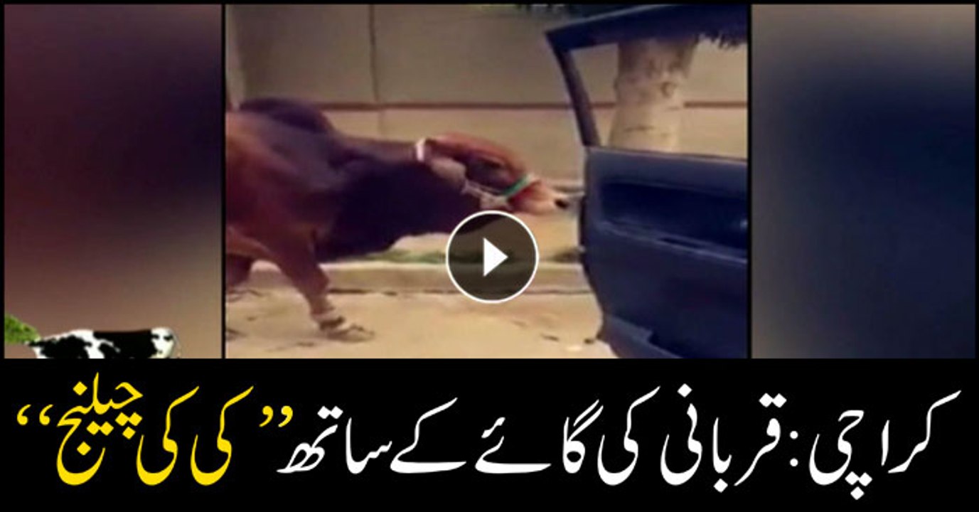 Cow does Kiki challenge in Karachi