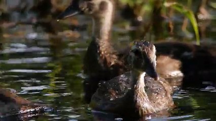Hunting Wood Ducks with the GH4 in 4K