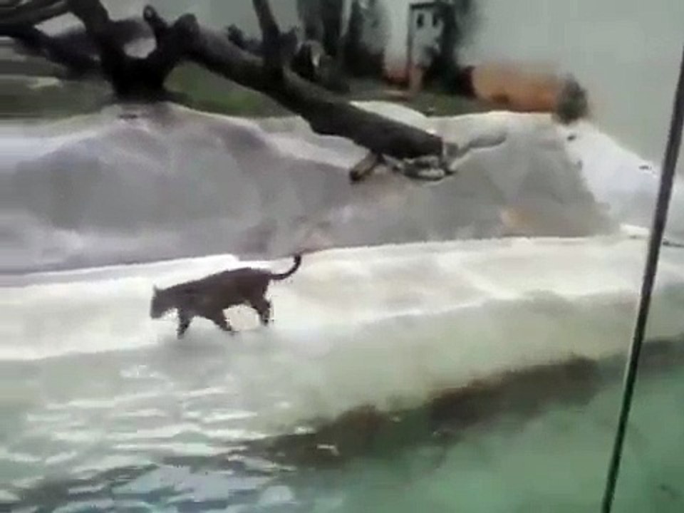 Snow Leopard Catches & Kills An Unsuspecting Heron Out Of The Air At The Zoo REBLOP.COM