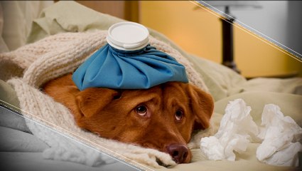 We Are Giving Animals Cancer