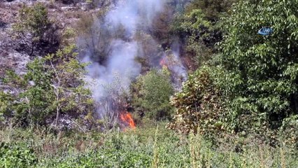 Kastamonu’da orman yangını