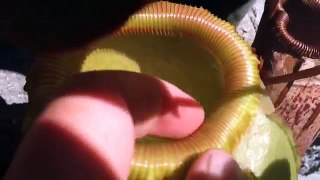 Snake Eaten Alive! Carnivorous Pitcher Plant Snacks on Pet Snake.