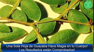 Una Sola Hoja de Guayaba Hace Magia en tu Cuerpo! Los Resultados están Comprobados!