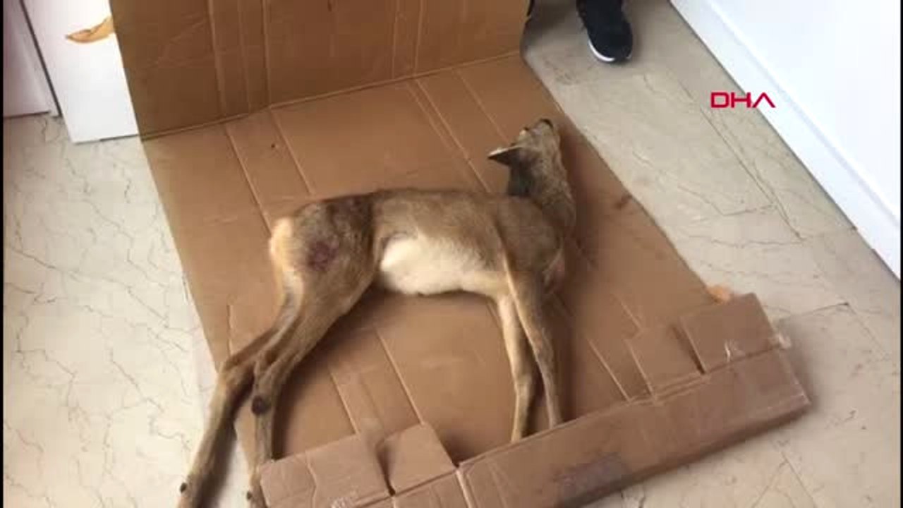 Bartın Otomobilin Çarptığı Yaralı Karaca Tedavi Edildi