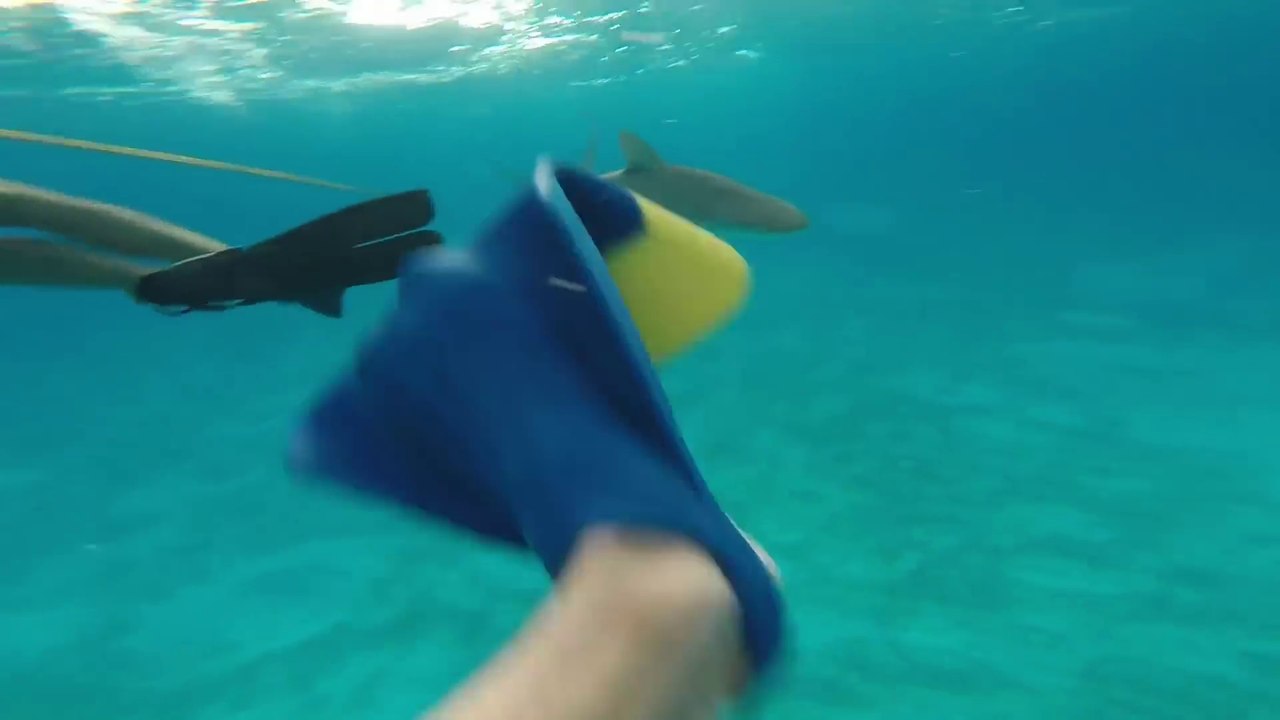 Un requin de récif prend en chasse des plongeur...