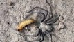 Une araignée des sables sort de sa cachette pour manger
