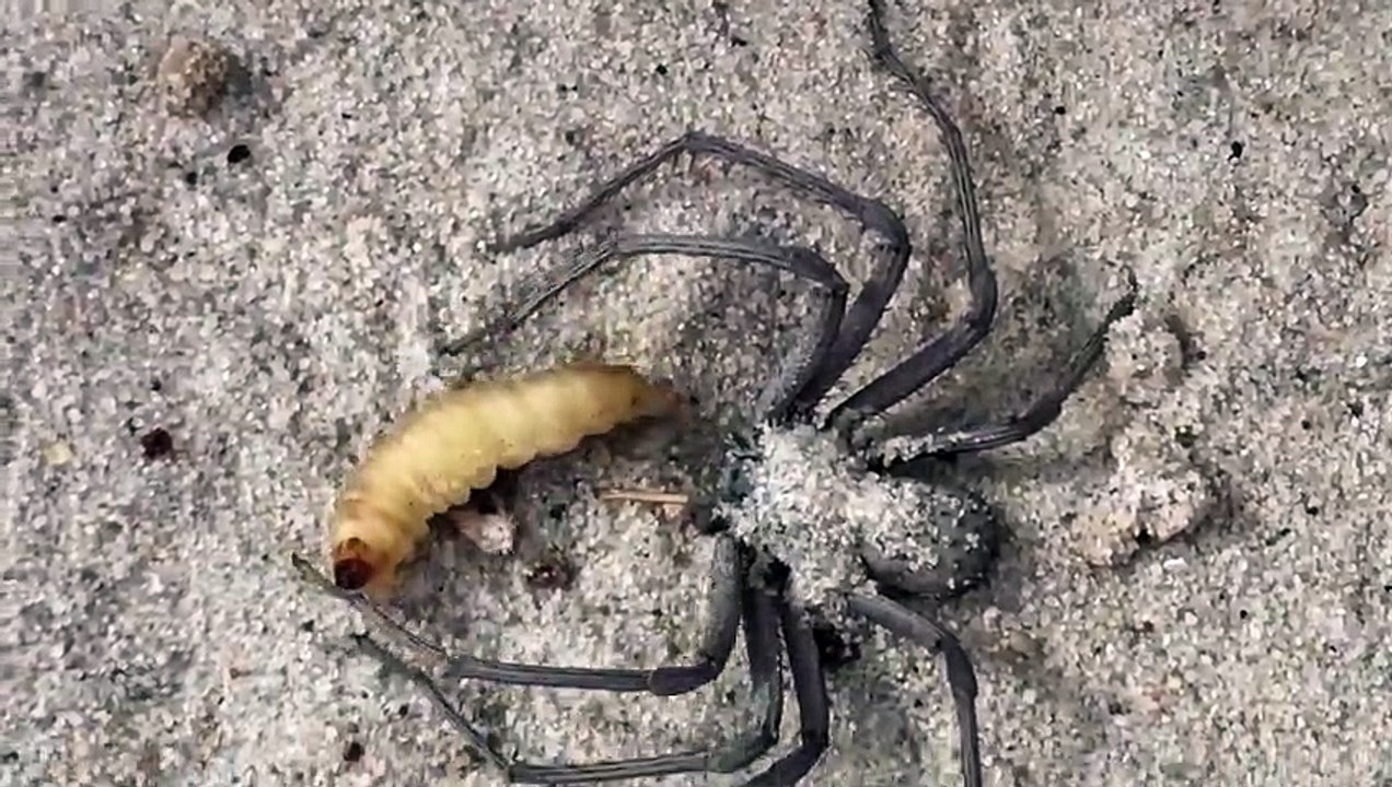 Une araignée des sables sort de sa cachette pour manger