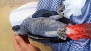 My parrot is dying