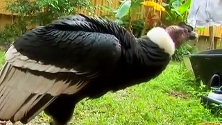 Revisit the worlds biggest flying bird, the Andean Condor