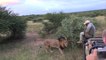 Un lion vient sentir les chaussures d'un guide - Greater Kruger National Park