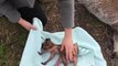 Un passant sauve un bébé kangourou encore dans le ventre de sa maman morte