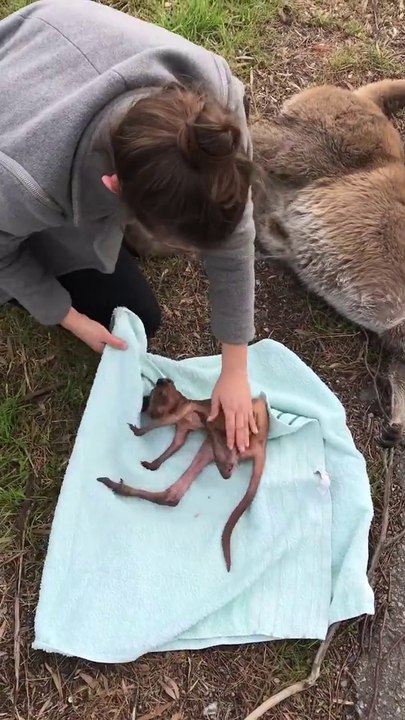 Un passant sauve un bébé kangourou encore dans le ventre de sa maman morte