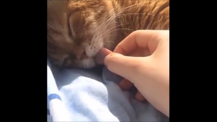 Ce chat a le sommeil tellement lourd... Rien ne le réveille