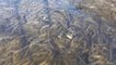 Cette rivière coréenne est remplie de milliers de poissons
