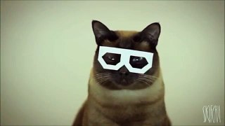 DUBSTEP HIPSTER CAT !!