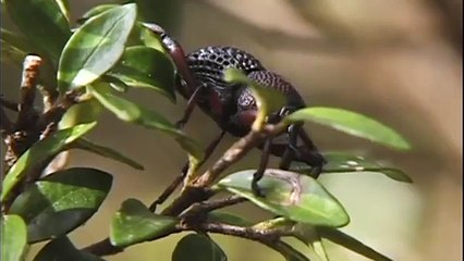Wild Bird Food : What Do Blue Jays Eat?