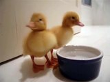 two cutest baby ducklings