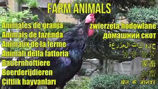 POPULAR FARM ANIMALS  Domestic Animal Sounds | Educational Video for Babies & Kids
