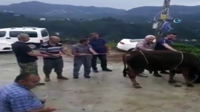 İpini koparan kurbanlık boğa korku dolu anlar yaşattı... O onlar kamerada